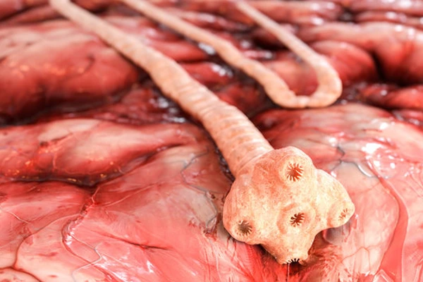 Cacing Pita (Taenia saginata): Penjelasan Komprehensif