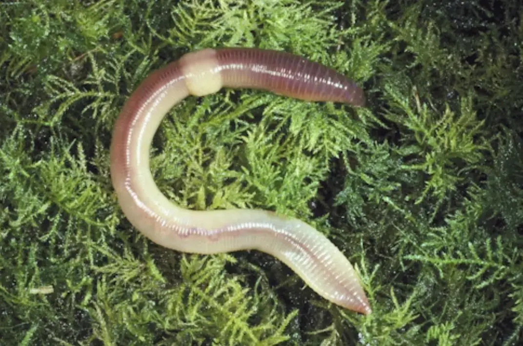 Mengenal Parasitologi: Apa dan Mengapa itu Penting?