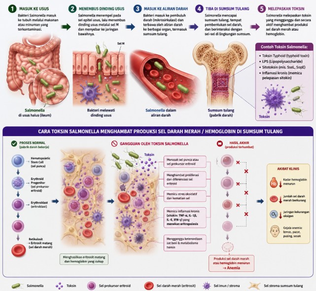 Mekanisme toksin bakteri Salmonella typhi menekan sumsum tulang dan memicu anemia