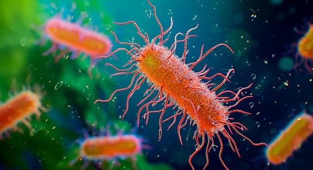 Perbedaan Kadar Hemoglobin pada Pasien Tipes: Mengapa Salmonella typhi Berpotensi Memicu Anemia?