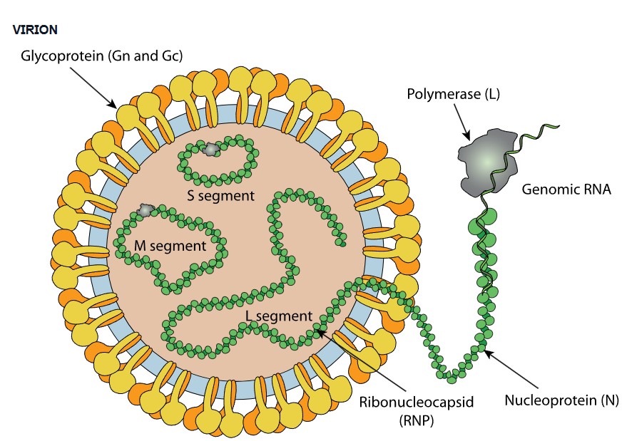 Stuktur Hanta Virus